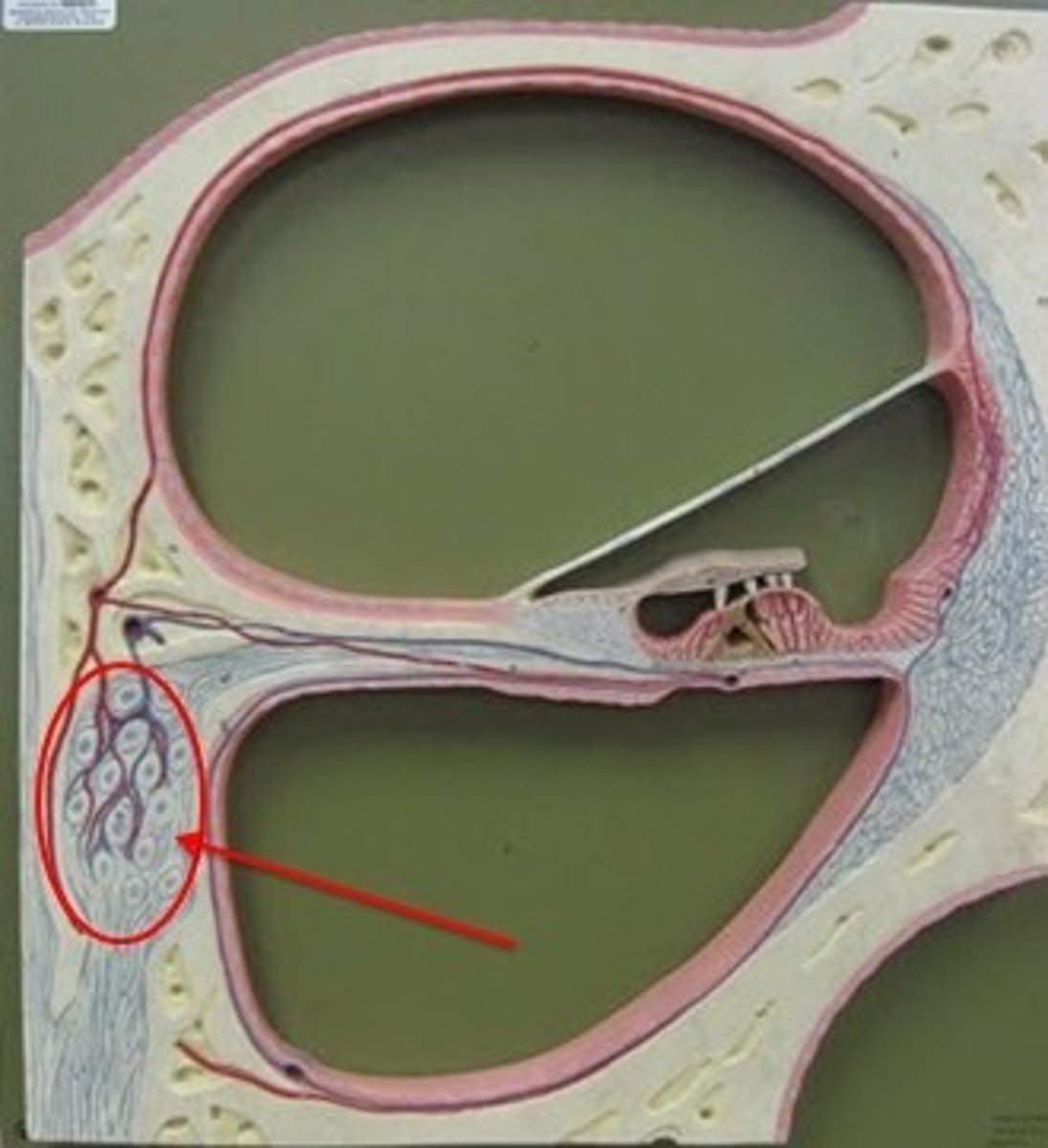 <p>Collection of cell bodies of different auditory neurons; connects to the cochlear nerve.</p>