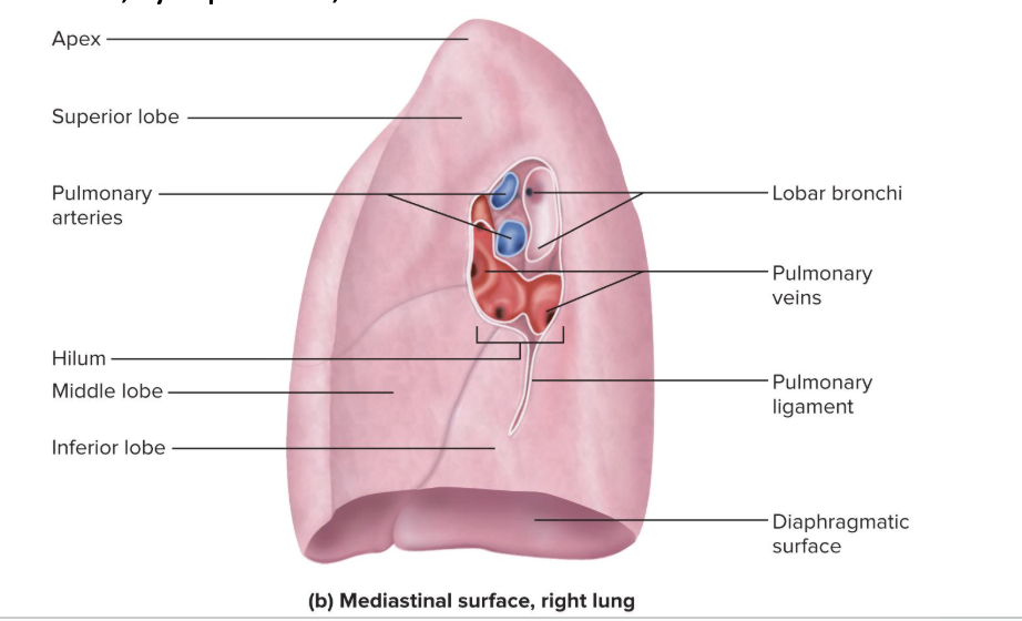 <p>slit through which the lung receives the main bronchus, blood vessels, lymphatics, and nerves</p><p></p>