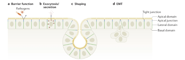<ul><li><p>act as barrier against pathogens thanks to tight junctions between cells </p></li><li><p>exocytose and secrete due to gradients and specific localisation of transporter proteins at apical membrane </p></li><li><p>shaping due to localised pinching of apical domains </p></li><li><p><span><span>epithelial-mesenchymal transition - cells lose their cell-cell adhesion and polarity to become migratory, mesenchymal cells allowing wound healing + embryo dvpt</span></span></p></li></ul><p></p>