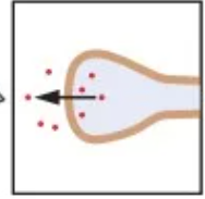 <p>Terminal with no specific target. Secrets transmitter into extracellular fluid </p>