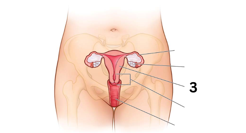 <p>Identity this female reproductive system (marked with 3)</p>