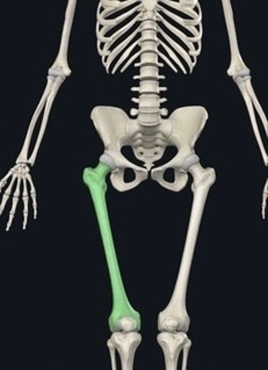 <p>Thigh bone; longest bone in the body.</p>
