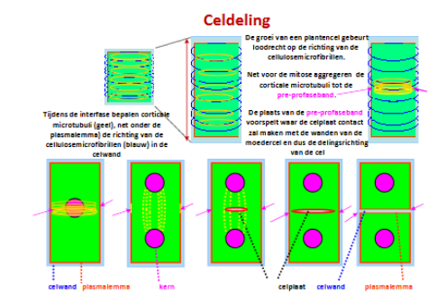 <p>binnenkant: microtubili</p><p>buitenkant: cellulosemicrofibrillen zitten errond (heel sterke structuur) </p><p>→ cel kan alleen gaan strekken lloodrecht, wnr het deeld in 2 dochtercellen vormen, krijg je dat de ‘gele’ naar het centrum gaan bewegen (preprofaseband vormen) ‘blauwe’ blijven zitten</p><p>→ DNA gaat dupliceren, er word een poolfiguur gevormd, 2 kernen gaan nr polen difungeren, ondertussen verdwijnt de preprofaseband, die gaat centrifugaal gaan groeien en de wanden raken en gaan schijden celplaat gaat groeien </p>