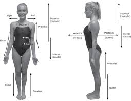 <p>posterior(dorsal)</p>