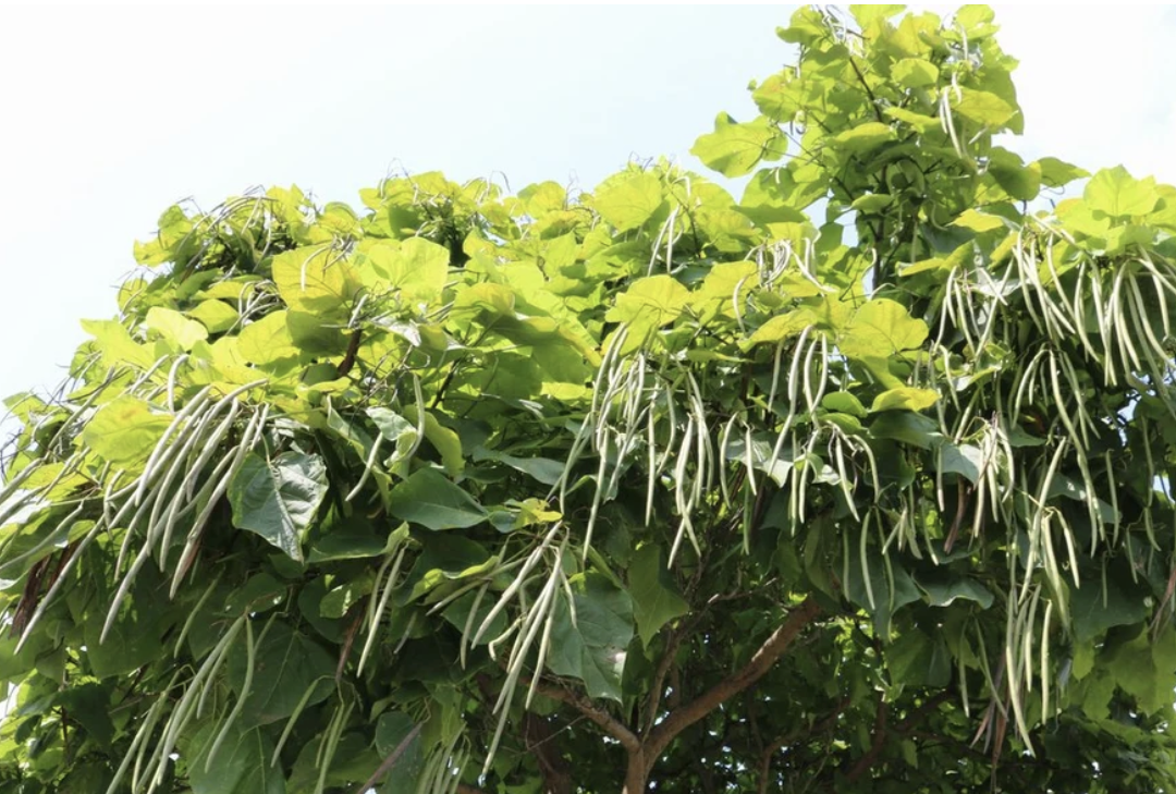 <p><em>Catalpa bignonioides</em></p><p>Bignoniaceae</p>