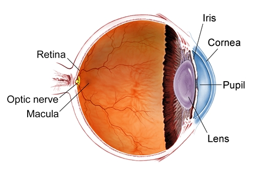 <p><span>What is the clear front layer of the eye called?</span></p>