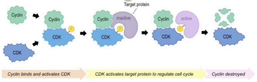 <ul><li><p>Cyclins are a family of regulatory proteins that control progression of cell cycle </p></li><li><p>Cyclins activate Cyclin Dependent Kinases (CDKs), which control cell cycle processes through phosphorylation (it will stick the phosphate group on itself onto the protein- turns it on) </p></li><li><p>Cyclin levels would be lower in interphase because it doesn't need proteins to accomplish cell division, that is needed during the M-phase</p></li></ul>