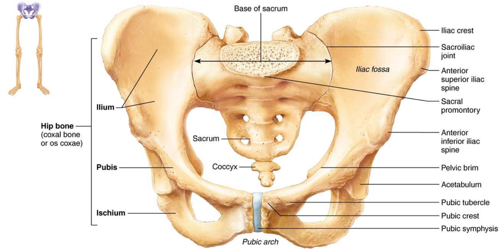 <ul><li><p>Hip girdle</p><ul><li><p>2 Coxal bones &amp; sacrum</p></li></ul></li><li><p>Functions:</p><ul><li><p>Attach lower limbs to axial skeleton</p></li><li><p>Transmit weight</p></li><li><p>Support organs</p></li></ul></li><li><p><strong>Coxal bone</strong> = 3 fused bones:</p><ul><li><p><strong>Ilium, Ischium, Pubis</strong></p></li></ul></li><li><p><strong>Acetabulum </strong>is femur socket</p></li></ul><p></p>