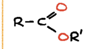 <p><span>a </span><strong>carbonyl group</strong><span> (a carbon atom double-bonded to an oxygen atom) bonded to another oxygen atom, which in turn is bonded to a carbon-based group</span></p>