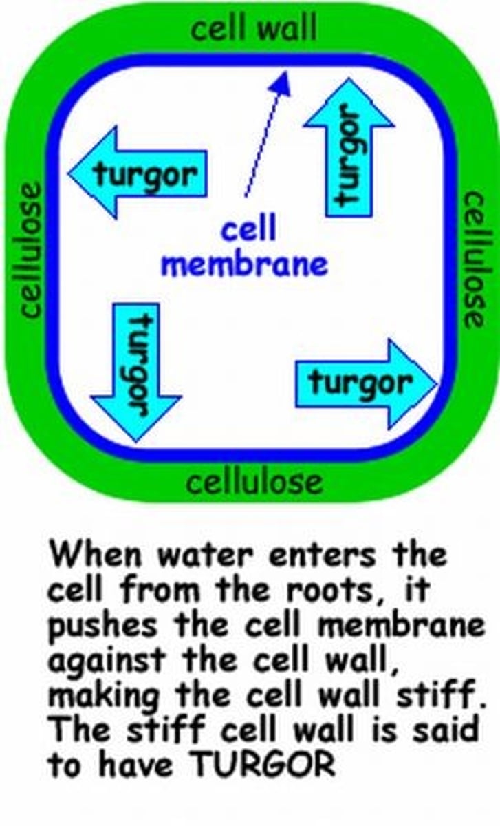 <p>Pressure exerted outwards on the plant cell wall due to the water in the cell, giving the cell its turgidity.</p>
