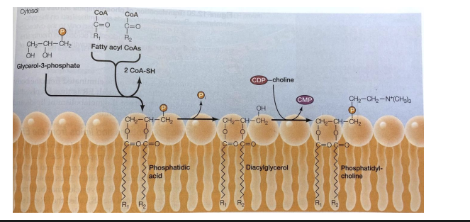 <ul><li><p>Fatty acids synthesized in the cytosol are inserted into the cytosolic leaflet of the ER membrane.</p></li><li><p><strong>Phospholipid translocators (flippases)</strong> transfer specific phospholipids to the lumenal leaflet, generating membrane asymmetry.</p></li><li><p>Distinct composition of cytosolic and lumenal monolayers established in the E R is transferred to other cellular membranes.</p></li><li><p><strong>Phospholipid exchange proteins</strong> - convey specific phospholipids to chloroplasts, mitochondria, or peroxisomes </p></li></ul><p></p>