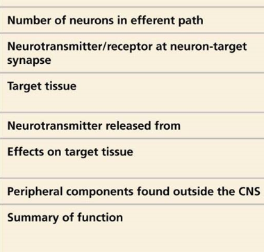 <p>somatic vs autonomic division</p>