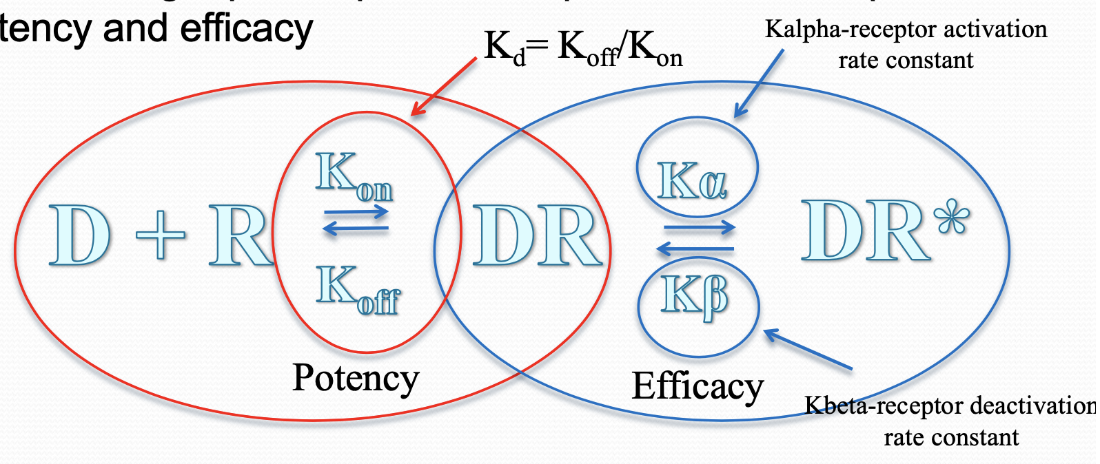 * more potent drugs have greater affinity (lower Kd) for their receptors


* more efficacious drugs (larger Emax) usually cause a greater proportion of their receptors to be activated