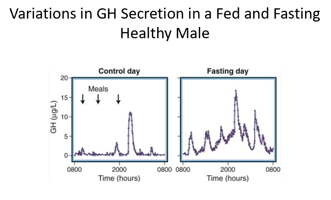 <p>When we eat, GH tends to be suppressed. Pulsatile!</p><p>Fasting days, not eating, larger and more frequent peaks in GH!</p><p></p>