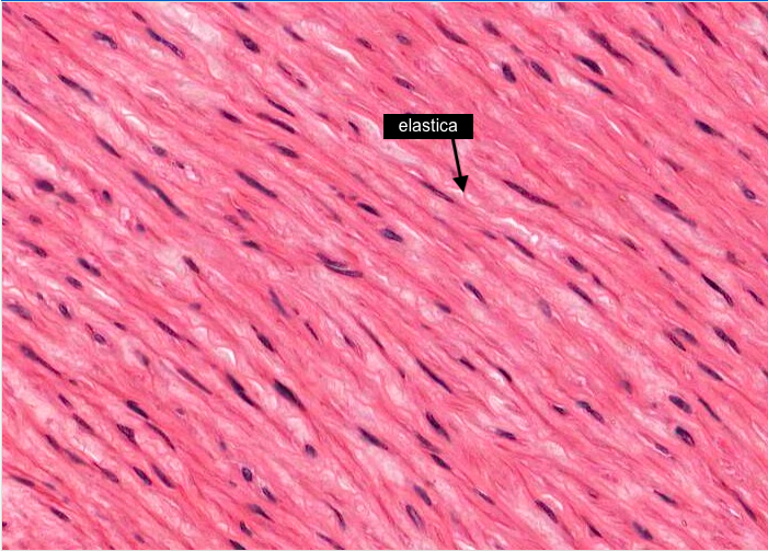 Aorta - elastic artery (tunica media)