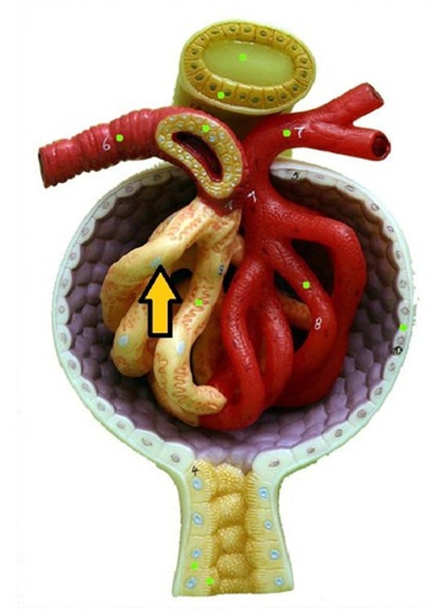 <p>ID cells that make up indicated structure</p>