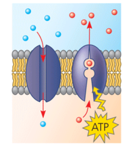 <p>Transport proteins </p>