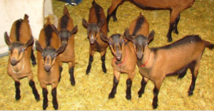 <ul><li><p><span style="color: rgb(0, 0, 0);">Known for its very good milking ability; Are one of the top goat milk producers.</span></p></li><li><p><span style="color: rgb(0, 0, 0);">Colors can range from white or gray to brown and black.</span></p></li><li><p><span style="color: rgb(0, 0, 0);">They have erect ears and a straight profile</span></p></li><li><p><span style="color: rgb(0, 0, 0);">Are friendly and curious, but they can be independent and strong- willed.</span></p></li><li><p><span style="color: rgb(0, 0, 0);">&nbsp;Bucks: 170 lbs</span></p></li><li><p><span style="color: rgb(0, 0, 0);">Does: 135 lbs</span></p></li></ul><p></p>