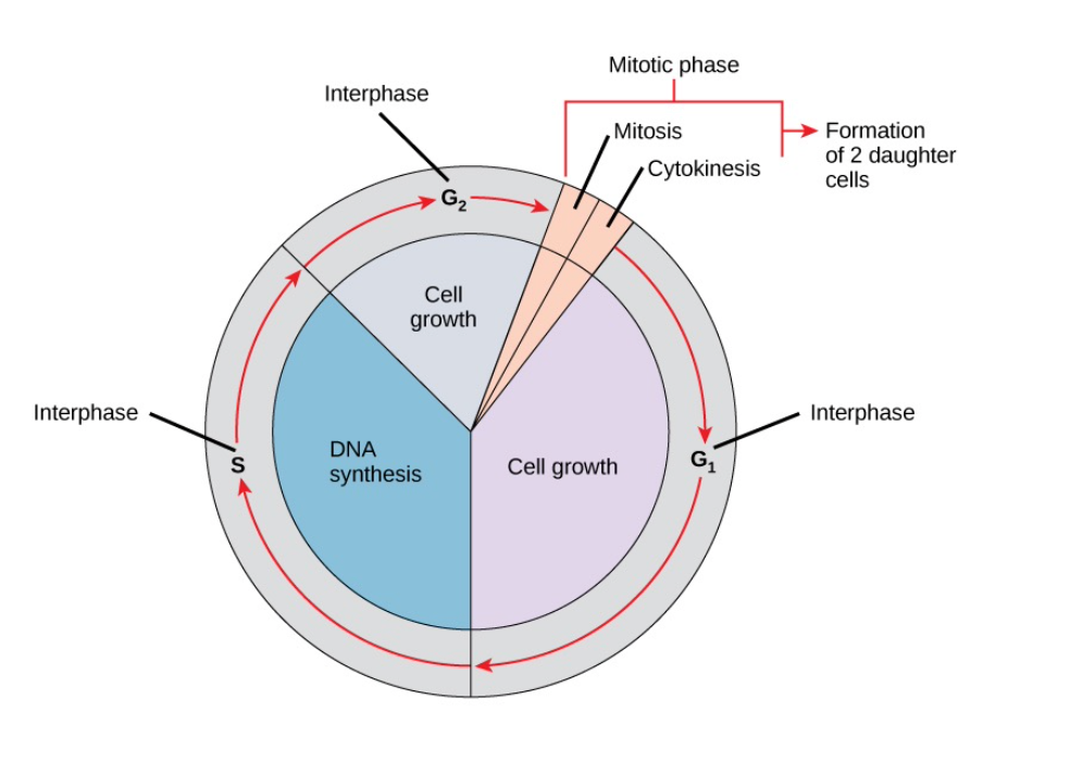 <ul><li><p>DNA synthesis occurs</p></li><li><p><span><span>The cell </span></span><strong>copies its DNA</strong><span><span>, making </span></span><strong>two identical sister chromatids</strong><span><span> that are joined at the centromere</span></span></p></li><li><p><span><span>Centrosome duplication begins</span></span></p></li><li><p>Centrosomes produce the mitotic spindles to</p><p class="p1">move the chromosomes</p><p class="p1">• In animal cells, centrosomes are associated</p><p class="p1">with centrioles which help organize cell</p><p class="p1">division</p></li></ul><p></p>