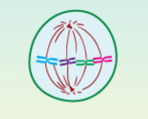 <p>What phase of mitosis is shown?</p>