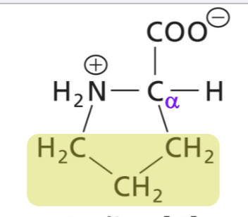 <p>Aliphatic side chain, secondary amino group, hydrophic (interactions)</p>