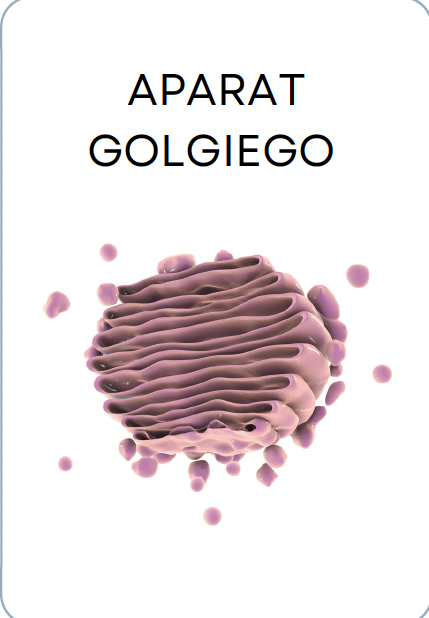 <p>APARAT GOLGIEGO</p>