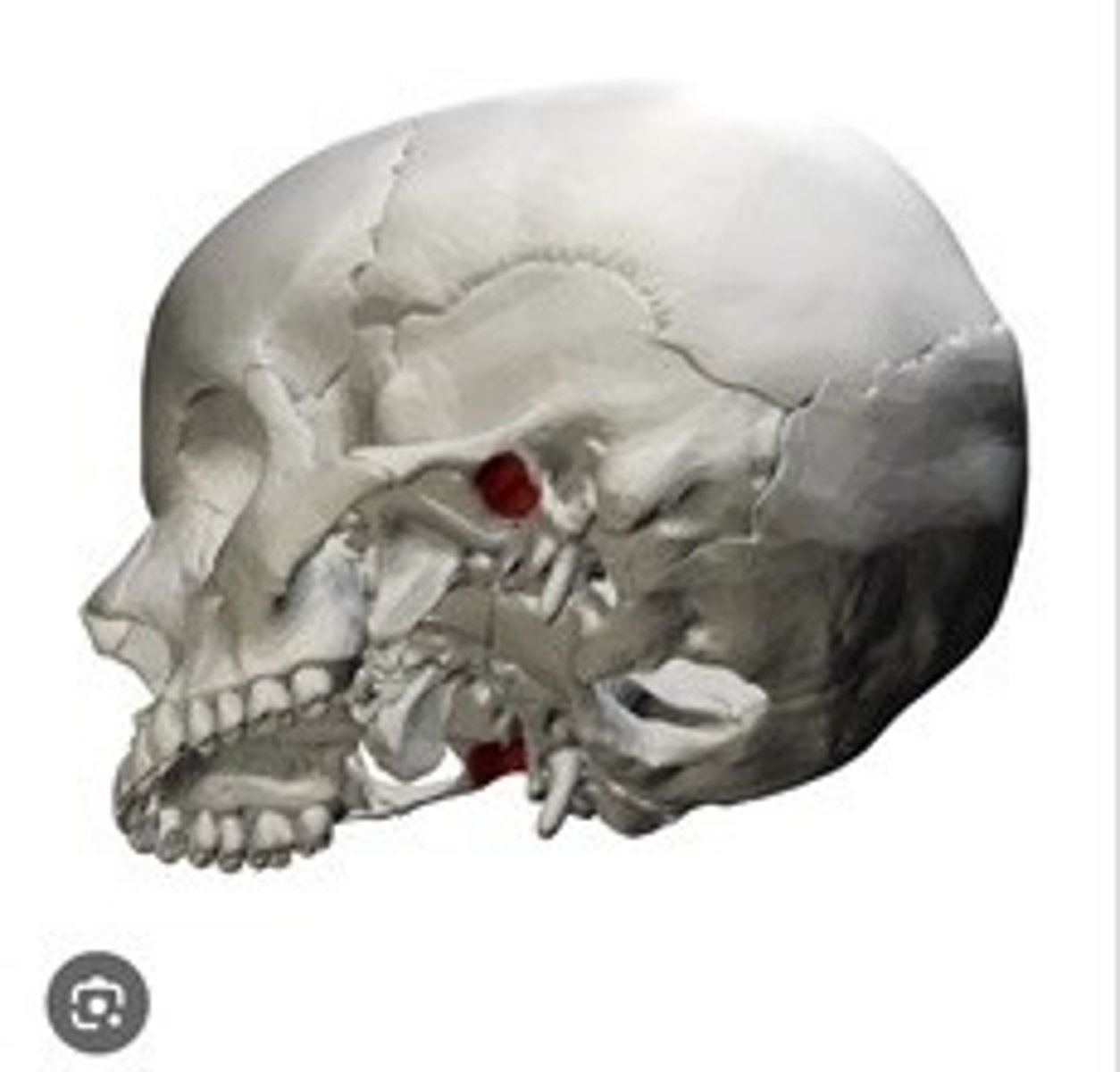 <p>Depression for the mandible articulation.</p>