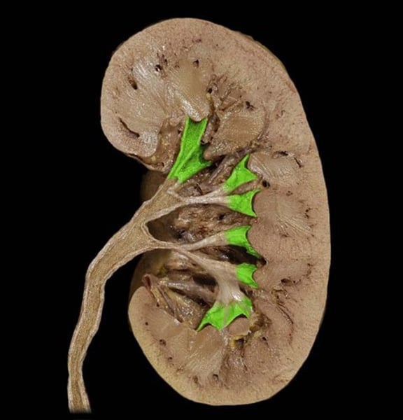 <p>located directly below the renal papillae and collects urine from pyramid</p>