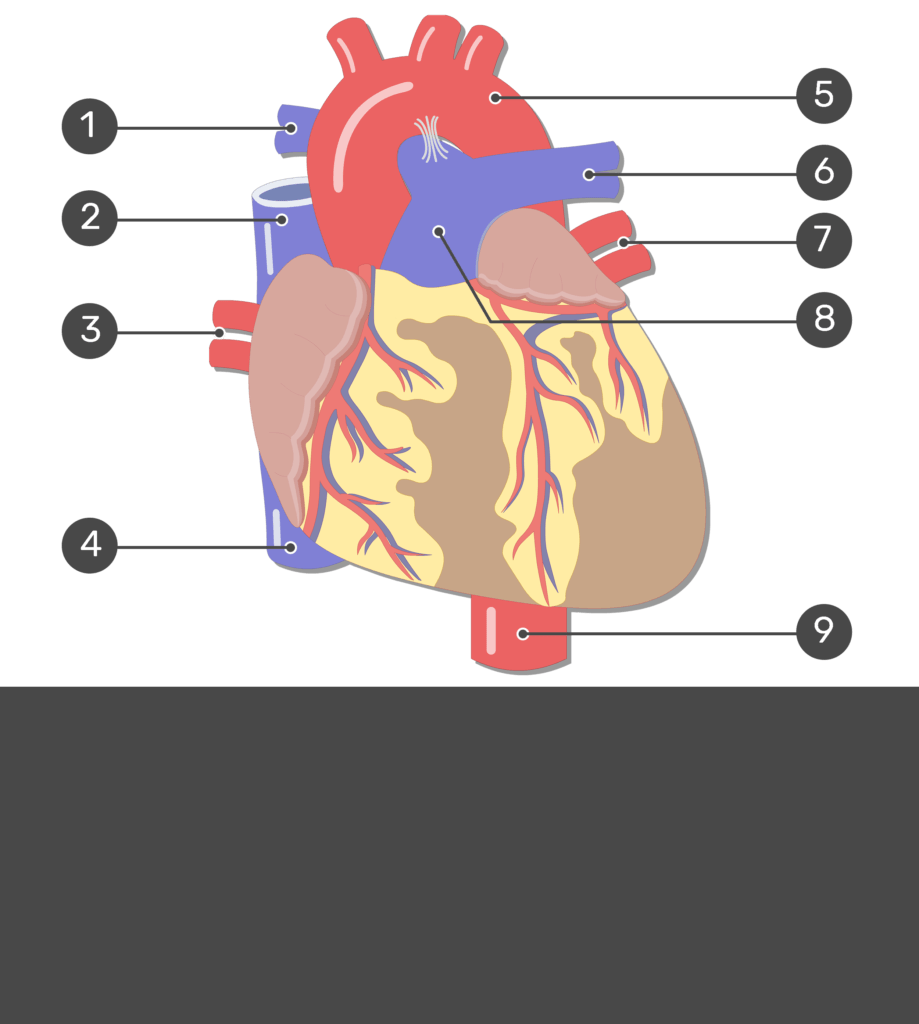 <p>4</p>