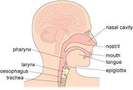 <p>Allows air to move down the lower respiratory tract and eventually to the alveoli. It also warms, filters and moistens the air. How air travel:</p><ol><li><p>Mouth and nose</p></li><li><p>Oral and nasal cavity</p></li><li><p>Pharynx</p></li><li><p>Larynx</p></li><li><p>Oesophagus</p></li><li><p>Trachea</p></li></ol>