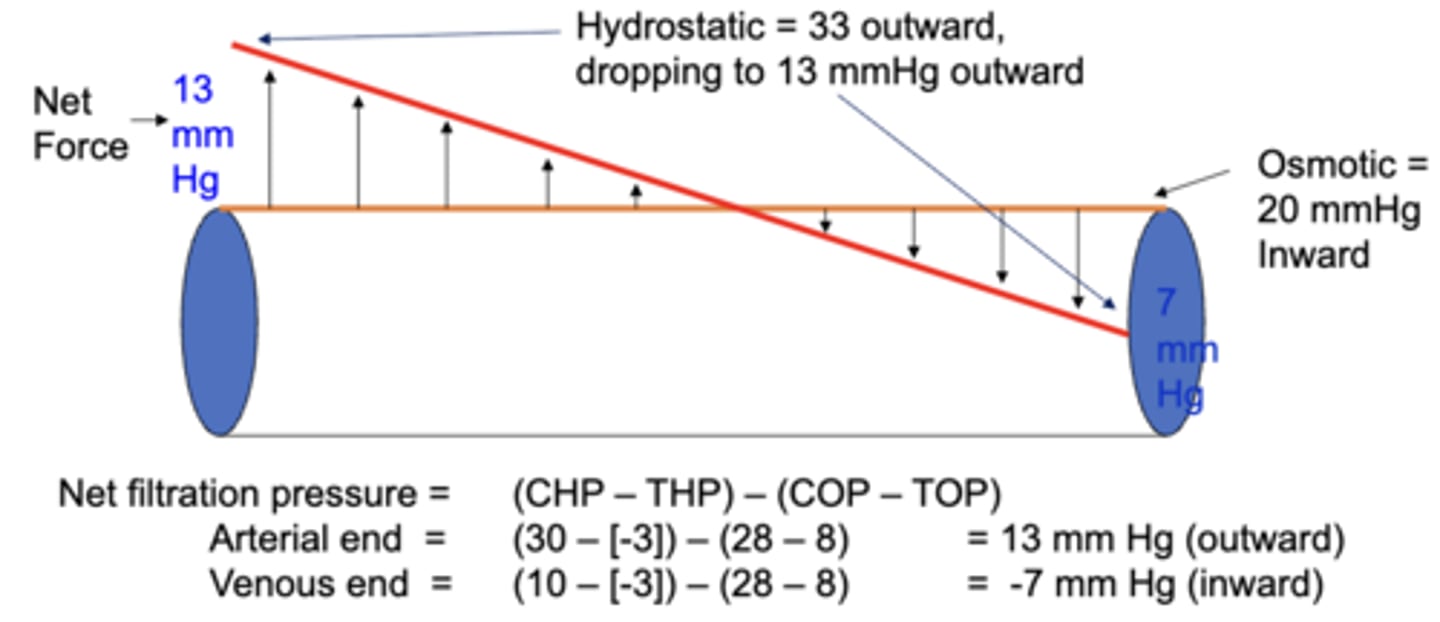 <p>13, -7;</p><p>this explains how water will exit the capillary at the arterial end, but is then sucked back in at the venous end</p>