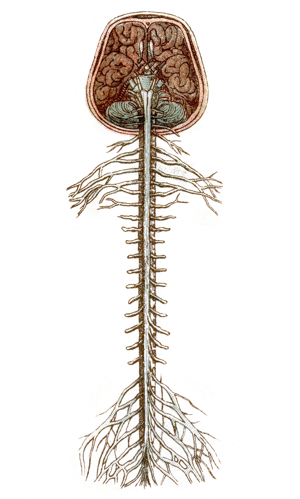 <p>The brain and spinal cord functions to </p>