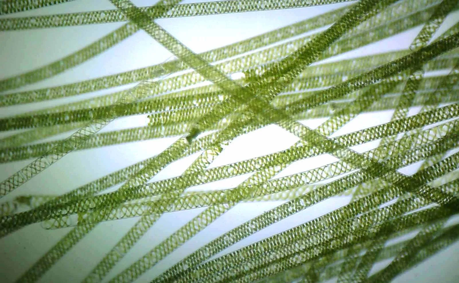 <p>What is the name of this member of Chlorophyta?</p>