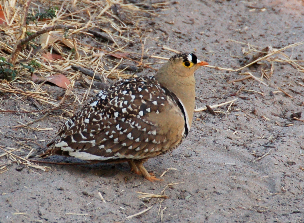 <p>bird name and order</p>