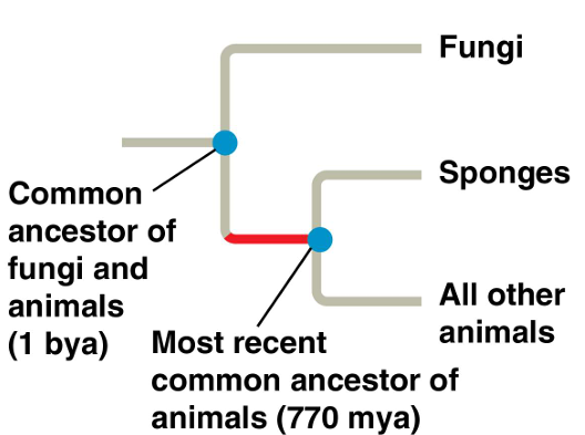 <p><strong>Unicellular protists</strong> that are the closest living relatives of animals.</p>