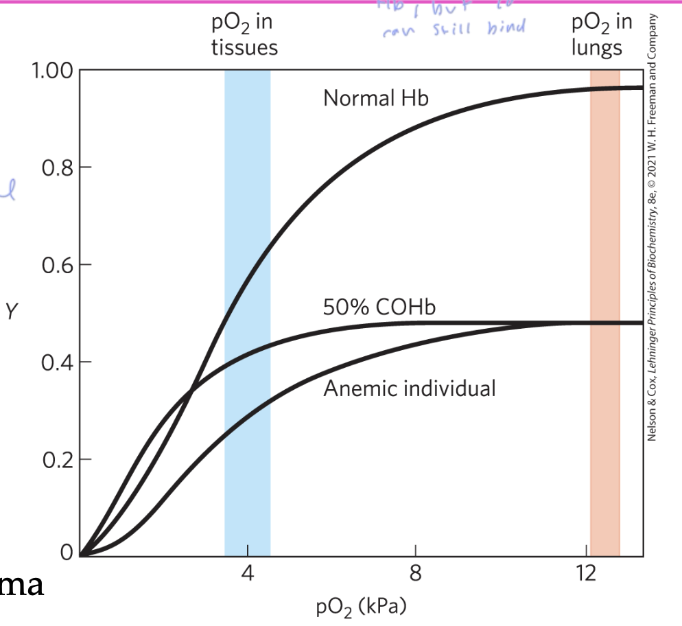 <p>the less Hb freed to bind O2 your body has</p><ul><li><p>if you have about 10% of CO bound Hb, you would have a few symptoms</p></li><li><p>20-30% causes severe headache and 60% causes death</p></li><li><p>smokers and people with lung, heart, or a blood disease are at a greater risk for anemia</p></li></ul><p></p>