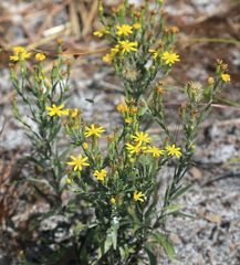 silvery–green, grasslike leaves have parallel veins
daisy–like flowers