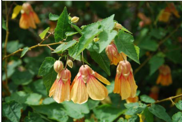 <p>Abutilon xhybridum</p>