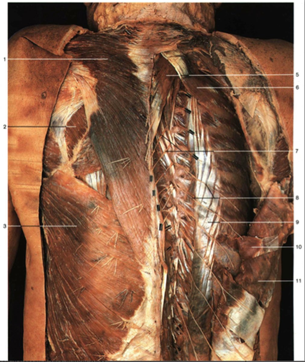 <p>Deep back layer</p><p>#5</p>