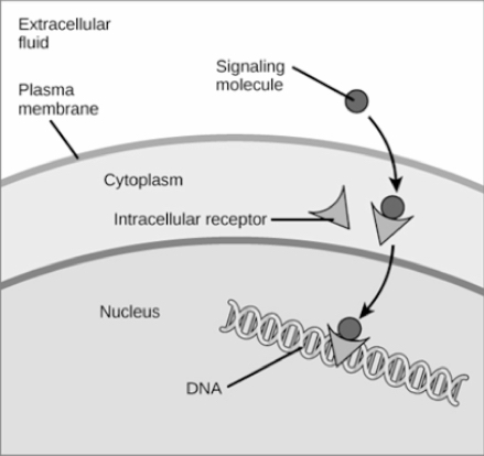 Intracellular receptor