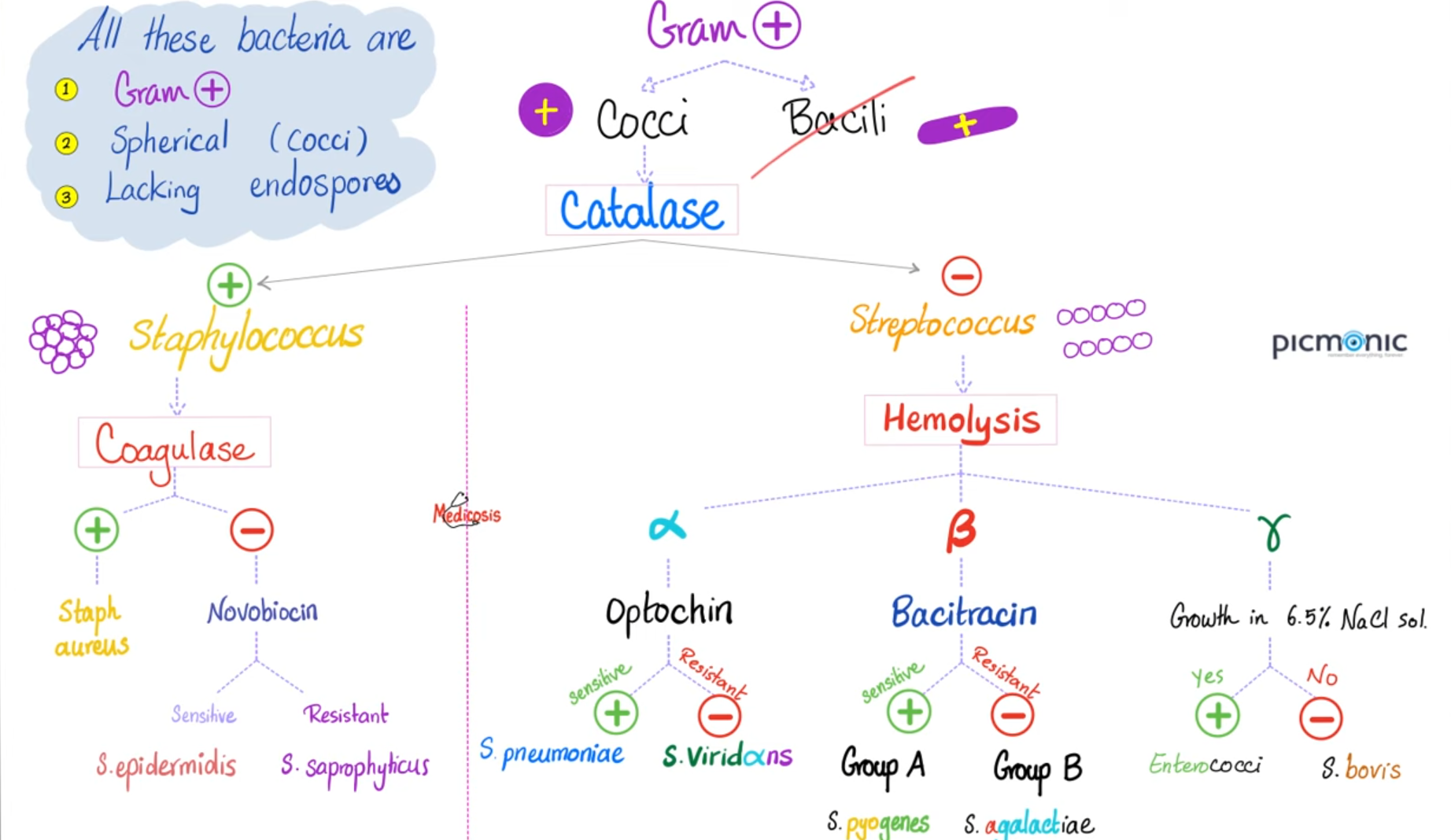 <p>Group B Streptococcus </p>