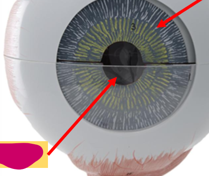 <p>What is this part of the eye?</p>