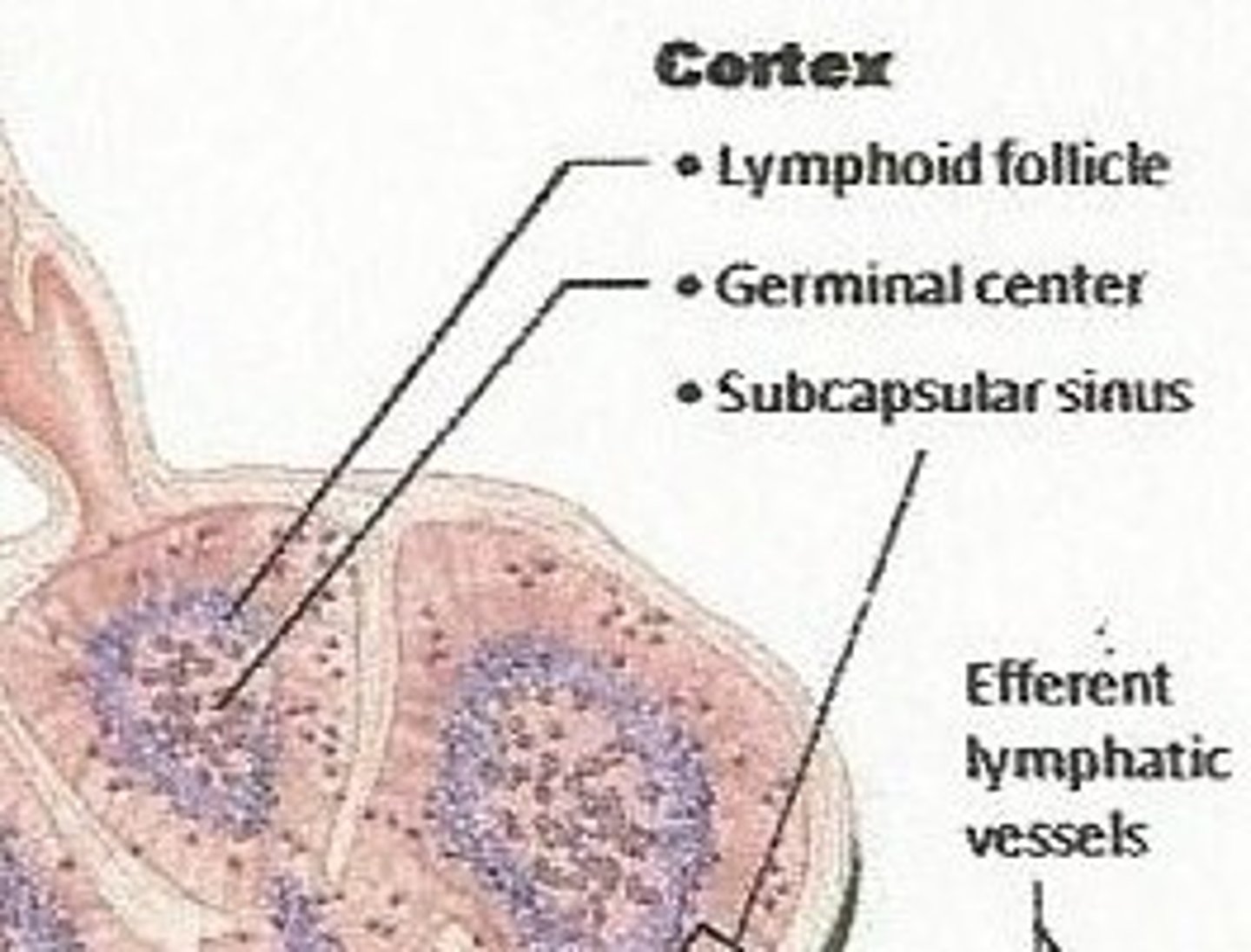 <p>solid, spherical bodies consisting of tightly packed lymphoid cells and reticular fibers</p>