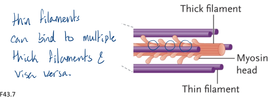 <p>the interaction between a actin proteins and a myosin head group</p>