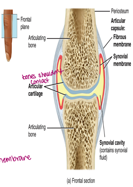 <ul><li><p>all contain</p><ol><li><p>articular cartilage</p><ul><li><p>hyaline cartilage located on the ends of the bones</p></li><li><p>reduces friction</p></li></ul></li><li><p>joint cavity</p><ul><li><p>contains synovial fluid</p></li></ul></li><li><p>joint capsule</p><ul><li><p>contains an outer layer of fibrous connective tissue that attached to the periosteum</p></li><li><p>an inner synovial membrane which secretes synovial fluid</p><ul><li><p>needs to come from the inner membrane (secretes it)</p></li></ul></li></ul></li></ol></li></ul><p></p>