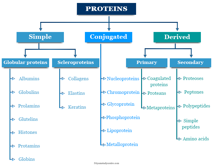 <p>A class of Proteins consisting of altered or degraded products of naturally occurring proteins, produced by the action of heat, enzymes, or chemical agents</p>
