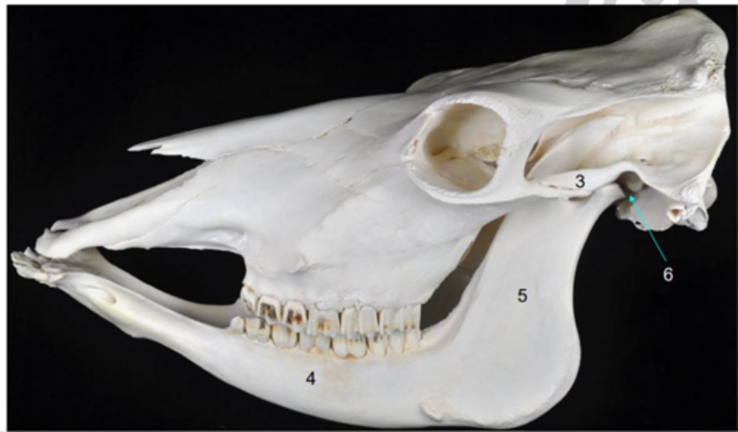 <p>when does the second incisor become permanent in ruminants</p>