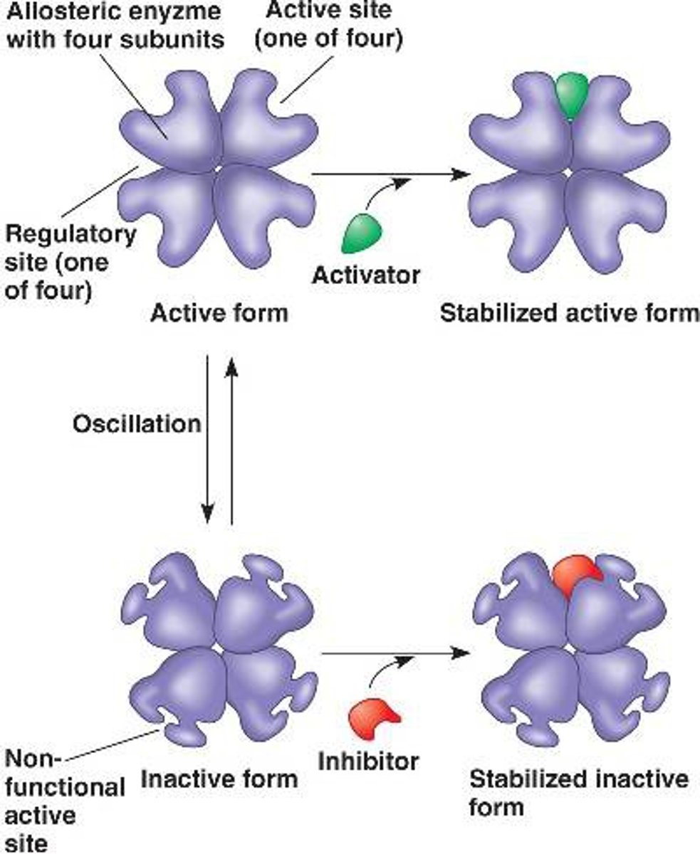 <p>• Allosteric regulation may either inhibit or stimulate an enzyme's activity</p><p>• Allosteric regulation occurs when a regulatory molecule binds to a protein at one site and affects the protein's function at another site</p><p>ex: hemoglobin</p><p>--> mostly quaternary structure</p>