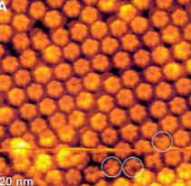 <p>what kind of intercellular junction is this + what microscope&nbsp;</p>