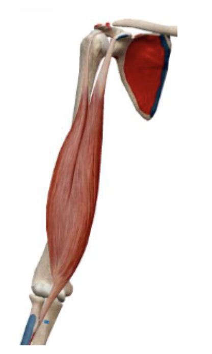 <p>Biceps Brachii action</p>